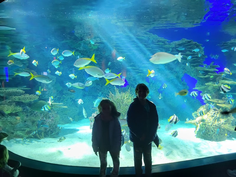 Ripley’s Aquarium of the Smokies